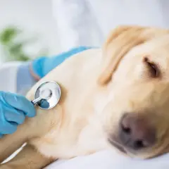 Veterinär lyssnar på en hunds hjärta med stetoskop. En sorglig men viktig del av avliva hund regler.