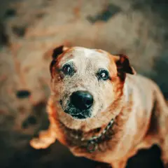 En hund med gråsprängt ansikte, kanske med addisons sjukdom, tittar upp med sorgsna ögon.