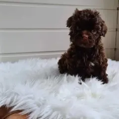 En söt, brun, krullig hundvalp sitter på en vit, fluffig matta.