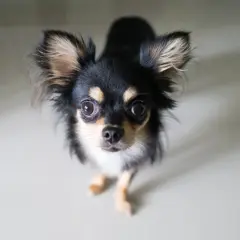 En söt långhårig chihuahua med stora öron tittar upp. Man undrar hur gammal blir en chihuahua, de lever ofta länge!