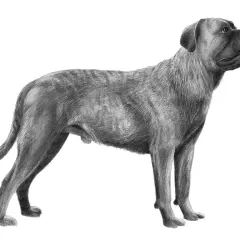En detaljerad blyertsteckning av en ståtlig cane corso, med sin karaktäristiska muskulösa kropp och uppmärksamma blick.