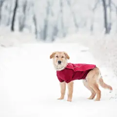 En söt vinter hund i en röd jacka står i snön.