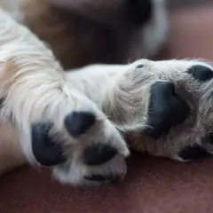 En söt valp vilar sina tassar. En av dem verkar lite öm, som om hunden haltar.