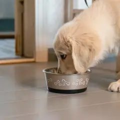 En söt golden retriever-valp äter ur sin matskål. Det är viktigt att ge valp mat 2 gånger om dagen för att den ska växa sig stor och stark.