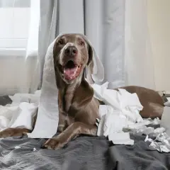 En hund med toalettpapper runt huvudet ligger på en säng omgiven av pappersrester. Stackars hund dålig i magen, eller bara busig?