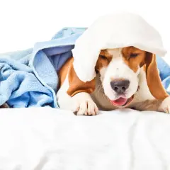 En trött beagle med en kall kompress på huvudet, insvept i en blå handduk. Hunden verkar ha bronkit och behöver vila.