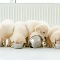 Söta valpar mumsar i sig sitt valp foder ur skålar.