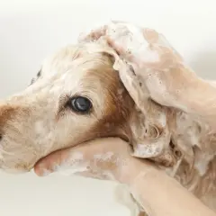 En hund får tvättas med schampo. En del av livet med hund är att hålla den ren och fräsch.
