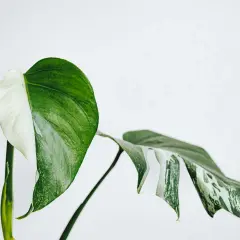 En vacker Monstera med halva bladet vitt och halva grönt. Denna Monstera är giftig, så var försiktig med husdjur och barn.