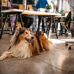 En vacker hund på kontoret, en lojal kollega som vilar på golvet medan människor arbetar vid sina skrivbord.