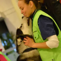 En veterinär kramar en husky. Frågan om hur ofta avmaska hund är viktig för att hålla husdjur friska.