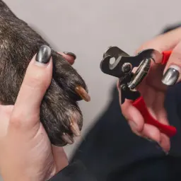 En person klipper en hunds klor med en klosax.