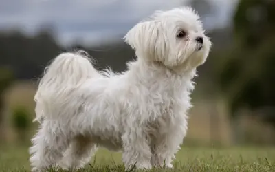 En söt malteser korthårig hund står på en gräsmatta, med en suddig bakgrund av träd och himmel.