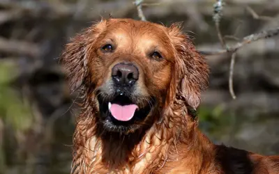 Glad golden retriever med blöt päls, redo för äventyr. Undrar du om man måste registrera hund?