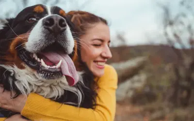 Glad kvinna kramar en stor hundras, en Bernersennen. Hunden flämtar lyckligt med tungan ute.