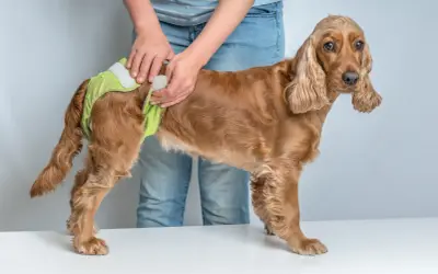 En person tar på en ljusgrön blöja på en brun cocker spaniel. Hunden verkar ha vaginit.
