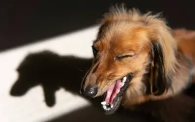 En brun långhårig hund med ögonen stängda och munnen öppen, som om den hostar. Skuggan av hunden syns till vänster.