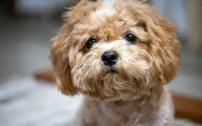 En söt, fluffig hund med mjuk päls, en perfekt allergifri hund för alla.