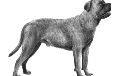 En detaljerad blyertsteckning av en ståtlig cane corso, med sin karaktäristiska muskulösa kropp och uppmärksamma blick.