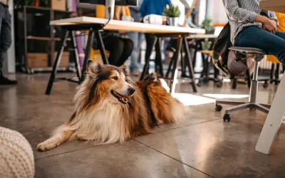 En vacker hund på kontoret, en lojal kollega som vilar på golvet medan människor arbetar vid sina skrivbord.