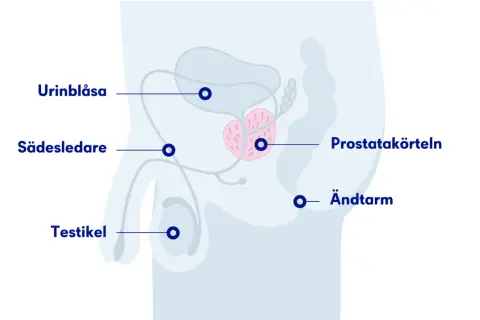 Illustration av manliga reproduktionsorganen, inklusive urinblåsa, sädesledare, testikel, prostata och ändtarm. Viktigt för att förstå prostataproblem hos hundar.