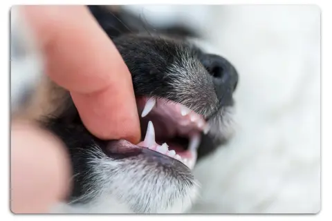 En 8 månaders valp bits lekfullt i ett finger och visar sina små, vassa tänder.
