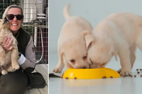 En kvinna håller en golden retriever-valp. Två andra valpar äter ur en gul skål. Hur ofta bajsar en valp? Det beror på ålder och mat.