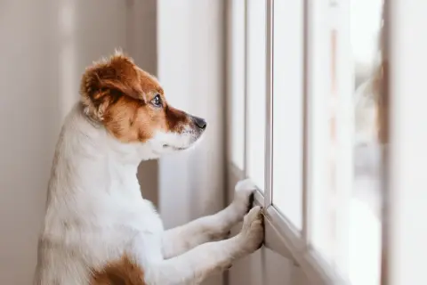 En hund ensam hemma 8 timmar, med tassar mot fönstret, längtar efter sin familj.