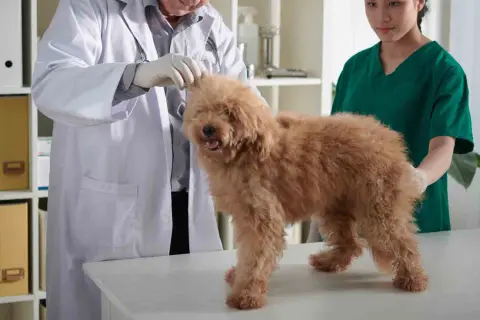 En veterinär undersöker en fluffig, brun hund. En annan veterinär står bredvid.