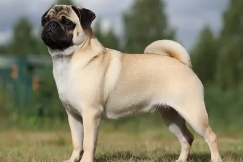 En mops med sitt karakteristiska temperament står stolt i gräset.