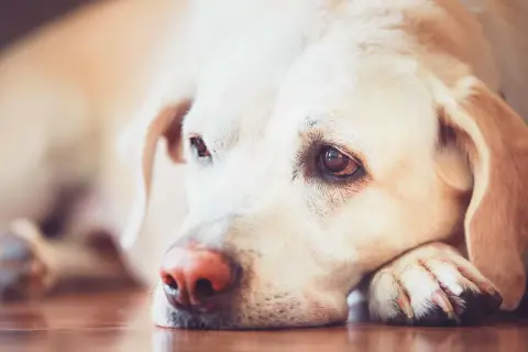En trött labradorhund vilar huvudet på sina tassar. Denna leishmania hund ser lite ledsen ut.