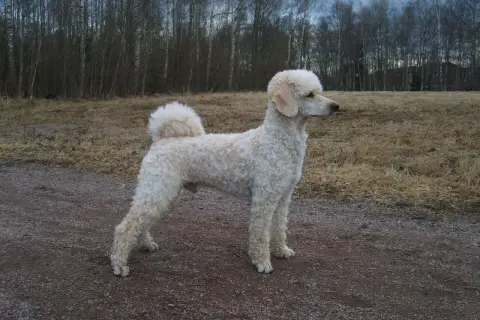 En vit pudel står på en grusväg. Pudel nackdelar kan vara att de kräver mycket pälsvård, men denna vackra hund verkar trivas utomhus.