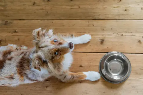 En söt hund med blå ögon ligger på trägolvet bredvid en tom matskål, som om den undrar hur mycket mat ska en hund ha.