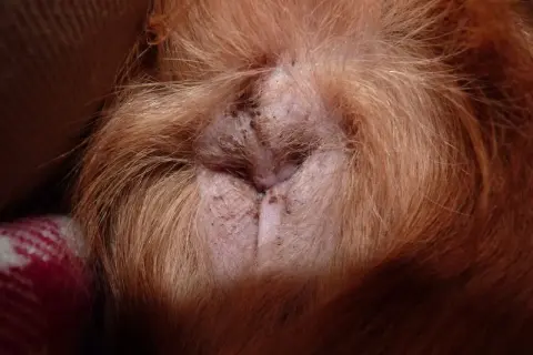 Närbild på en hunds rumpa. Hunden slickar sig i rumpan, pälsen är rödbrun.