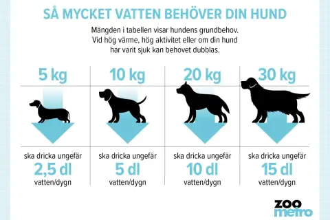 En tabell visar hur mycket vatten en hund behöver. En stor hund dricker mycket, upp till 15 dl per dygn.
