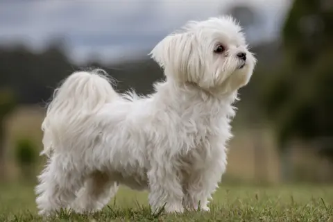 En söt malteser korthårig hund står på en gräsmatta, med en suddig bakgrund av träd och himmel.