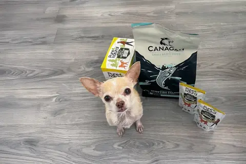 En liten chihuahua tittar upp mot kameran bredvid påsar med hundmat. Kanske är det här en potatis hund som väntar på sin middag?
