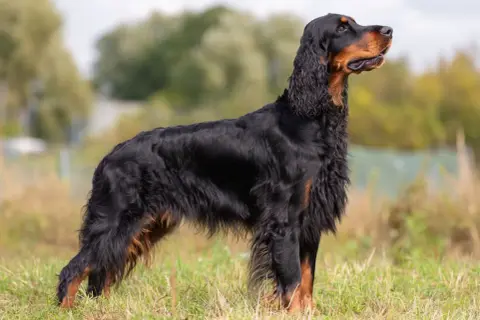 En ståtlig Gordon Setter i profil, stående i gräs. Hunden har en vacker päls och ser alert ut. Viktigt att vara uppmärksam på tecken på magomvridning hund.