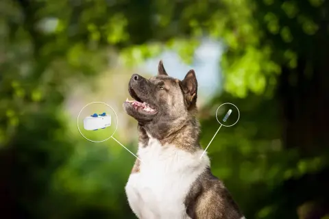 En ståtlig hund med en GPS-tracker och en chipnummer-injektionsspruta som visas.