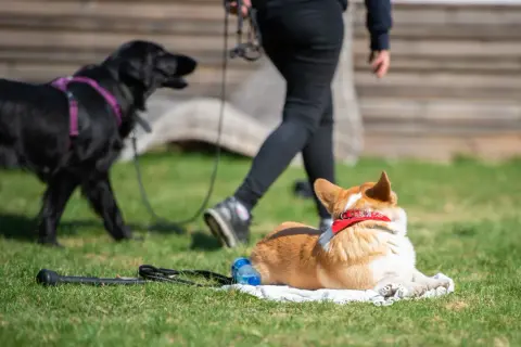 En corgi vilar på en filt medan en svart hund och en person går förbi. Perfekt för vardagslydnad hund övningar.