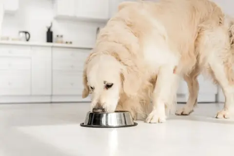 En golden retriever äter ur en skål, kanske njuter av sitt bantningsfoder hund.