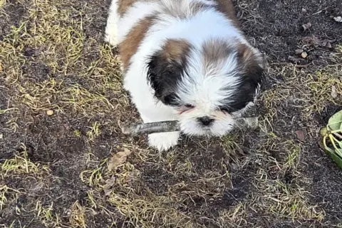 En lekfull shih tzu-valp med sitt typiska shih tzu temperament, biter på en pinne utomhus.