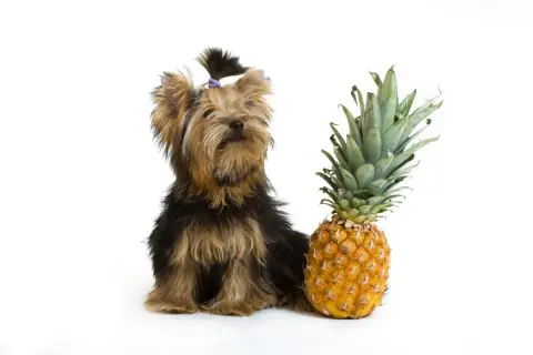 En söt yorkshireterrier med en ananas.