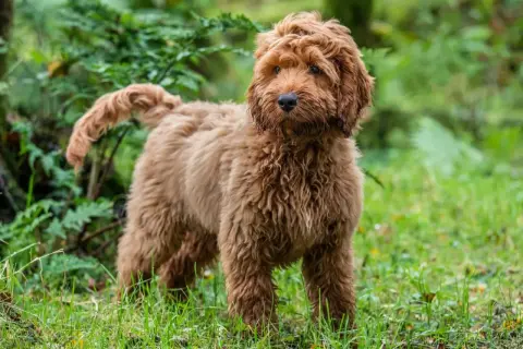 En fluffig, vuxen cockerpoo med rödbrun päls står i gräset bland gröna växter.