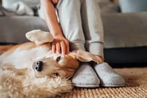 En hund vilar på en matta medan en person klappar den. Hunden kan ha kennelhosta symtom.