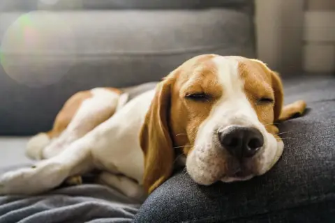 En beagle sover gott på soffan, drömmer kanske om laktosfri a-fil till hund.