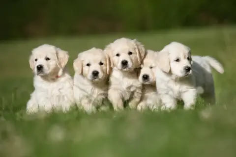 Fem fluffiga golden retriever-valpar sitter i gräset. De ser ut att vara friska och glada, inga dolda fel hundar här!