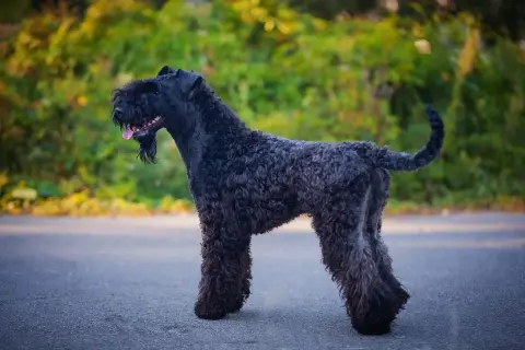 En stilig kerry blue terrier med lockig, mörk päls står på en asfalterad väg med grönskande bakgrund.