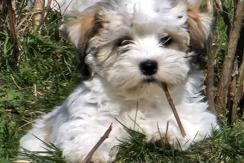 En söt bichon havanais valp tuggar på en pinne i gräset. En av nackdelarna med rasen är att de kan vara lite envisa.