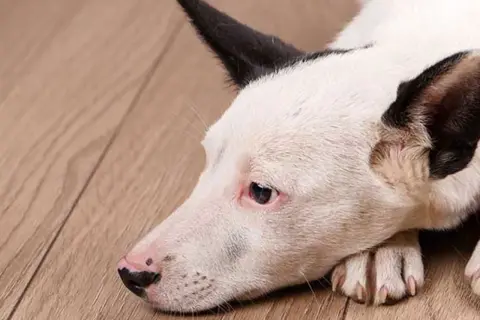En trött hund med vita och svarta markeringar ligger på ett trägolv. Hunden kan ha njursvikt.